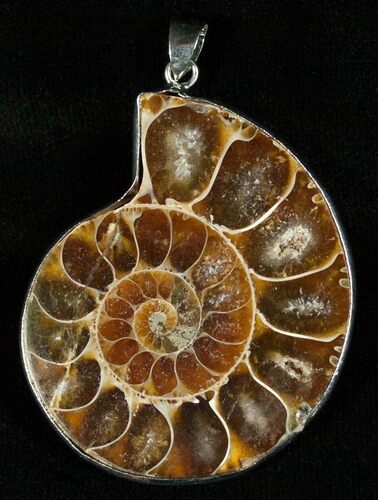 Large Cut Ammonite Pendant #5590